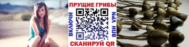 цена   Красный Кут  Галлюциногенные грибы Psilocybe 